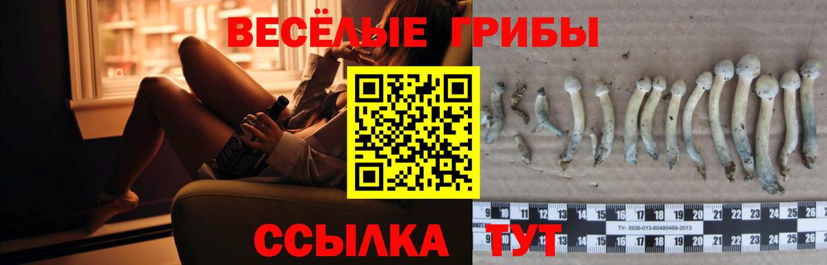 Псилоцибиновые грибы Psilocybe Кизилюрт